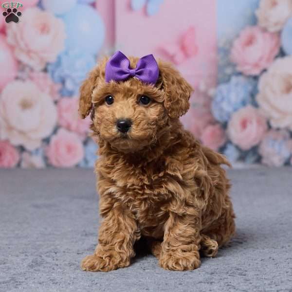 Tessa, Bich-Poo Puppy